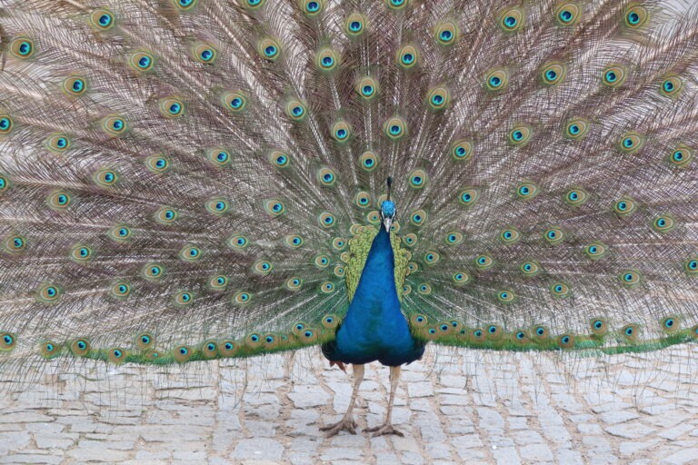 Front view of a male peacock with tail feathers fully spread