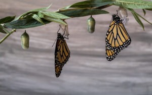Two monarch butterflie drying wings on chrysalis