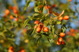 Branches of rosehip in autumn