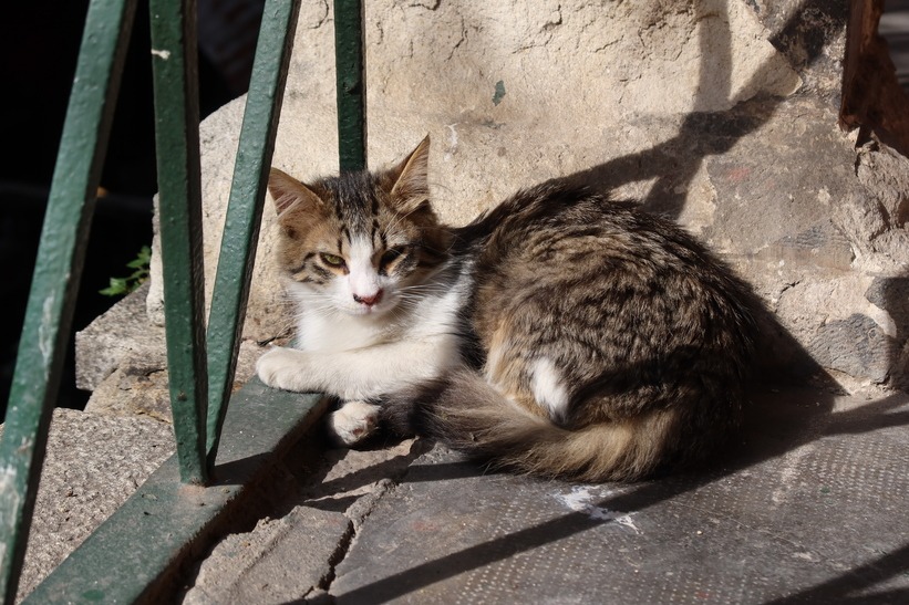 Feral cat lying in the sun