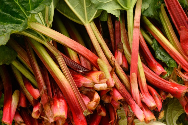Close up of fresh rhubarb on local country farmers market