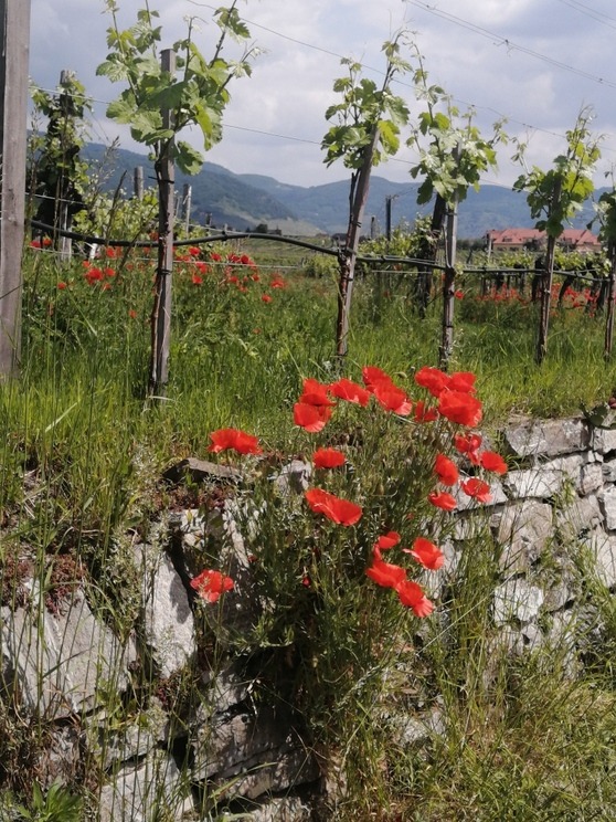 poppies in a vineyard in wachau austria